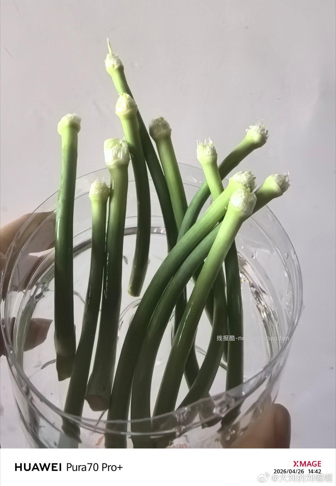 刷到视频听说最近河南的蒜薹抽不完 吃不完 送不完 - 线报酷