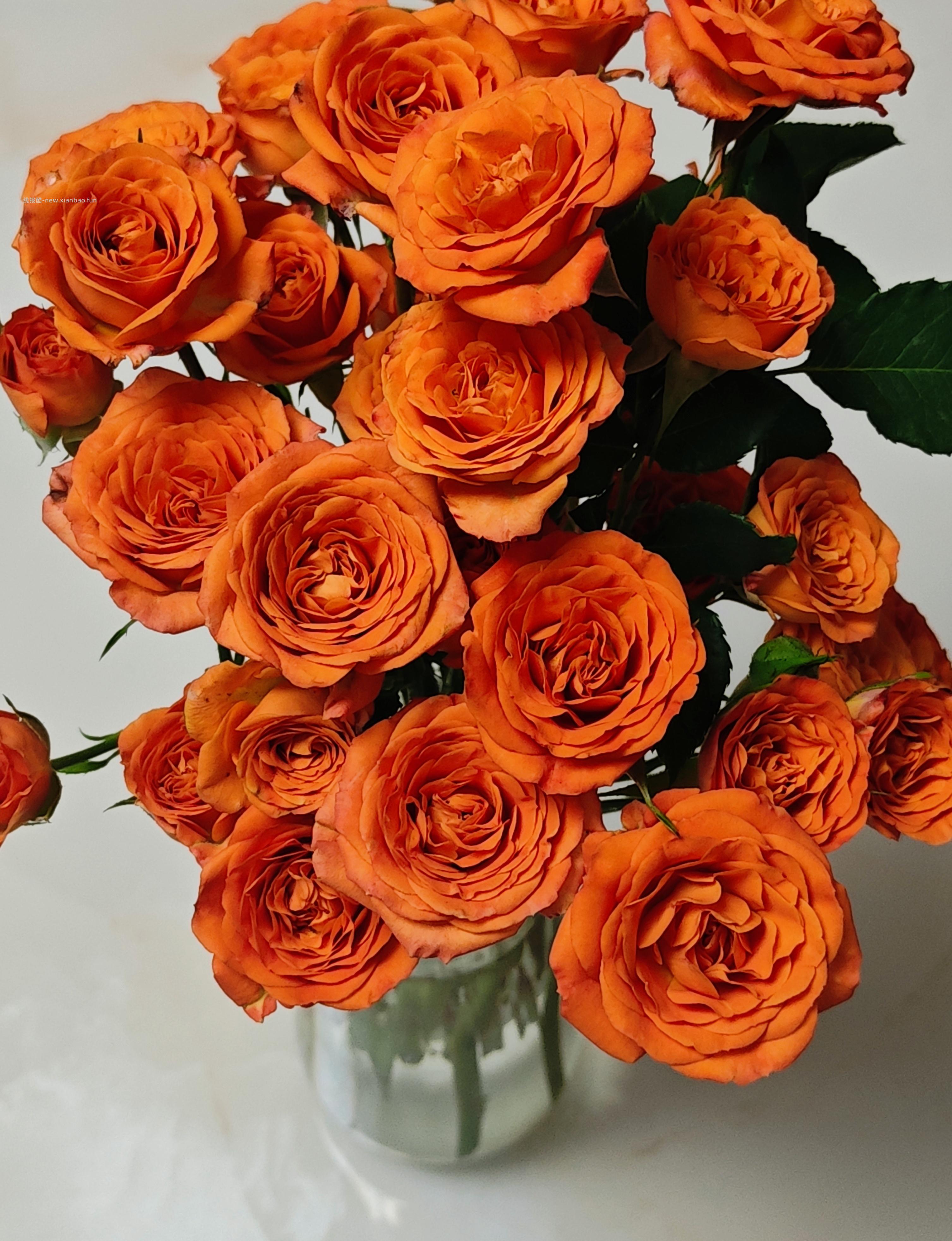 京东鲜花随机色玫瑰花买10枝送10枝到手共20支 19.9元 - 线报酷