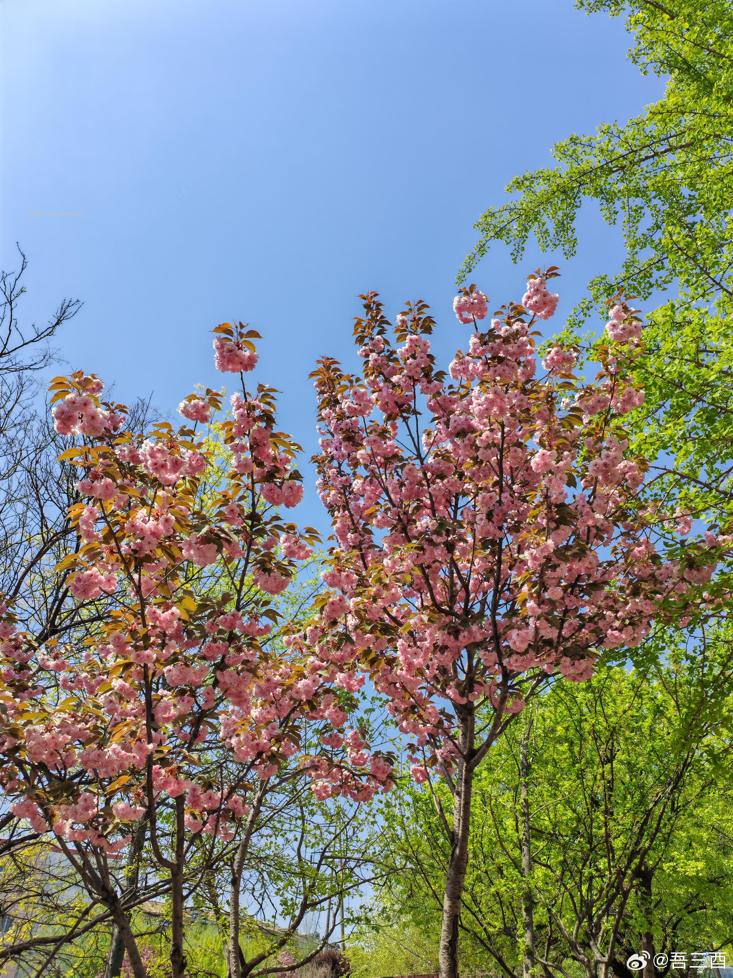 🤗壁纸/美图/照片 分享贴 ☘️评论分享好看的图片 - 线报酷