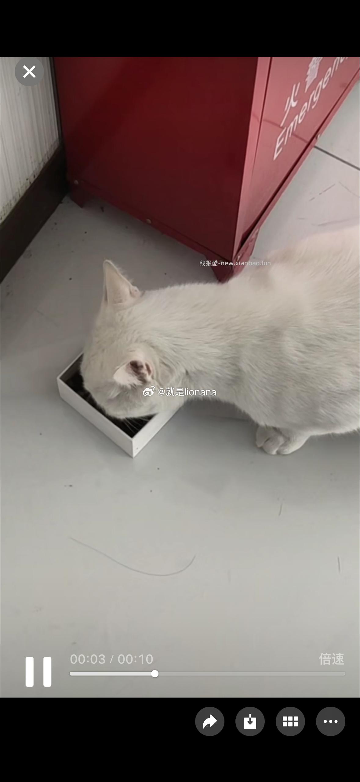 搜 新品惊喜盒子 淘宝搜 猫猫躺冲免单 还有反馈 这个比较随机 都可以过下 - 线报酷