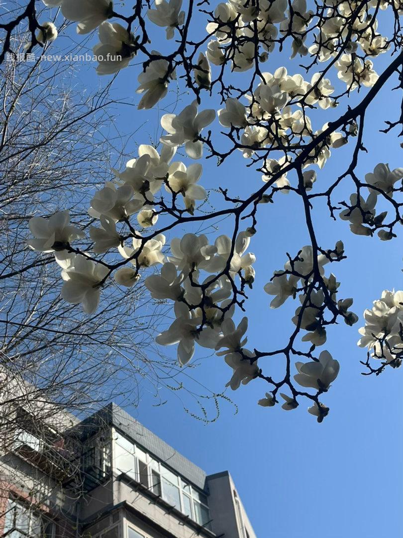 🤗壁纸/美图/照片 分享贴 ☘️评论分享好看的图片 - 线报酷