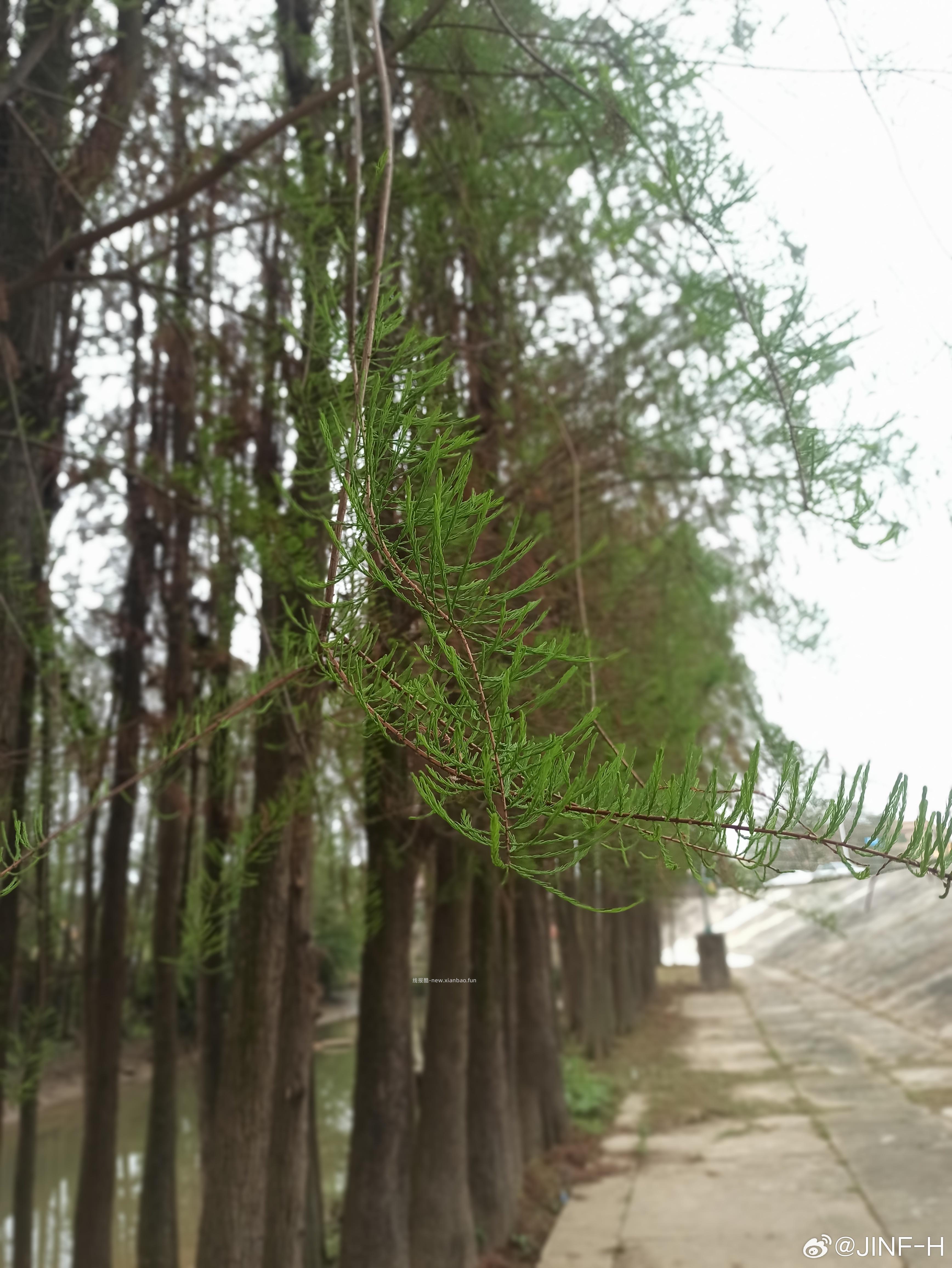 开摆 搞次不一样的抽奖 评论留言即可 来赴来福 评论抽100人瓜分2000元 - 线报酷