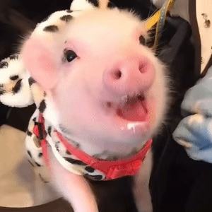 参与星巴克兔单 记得领商家卷 美团 星巴克 随机刚需冲 ⏰9点 星巴克 - 线报酷