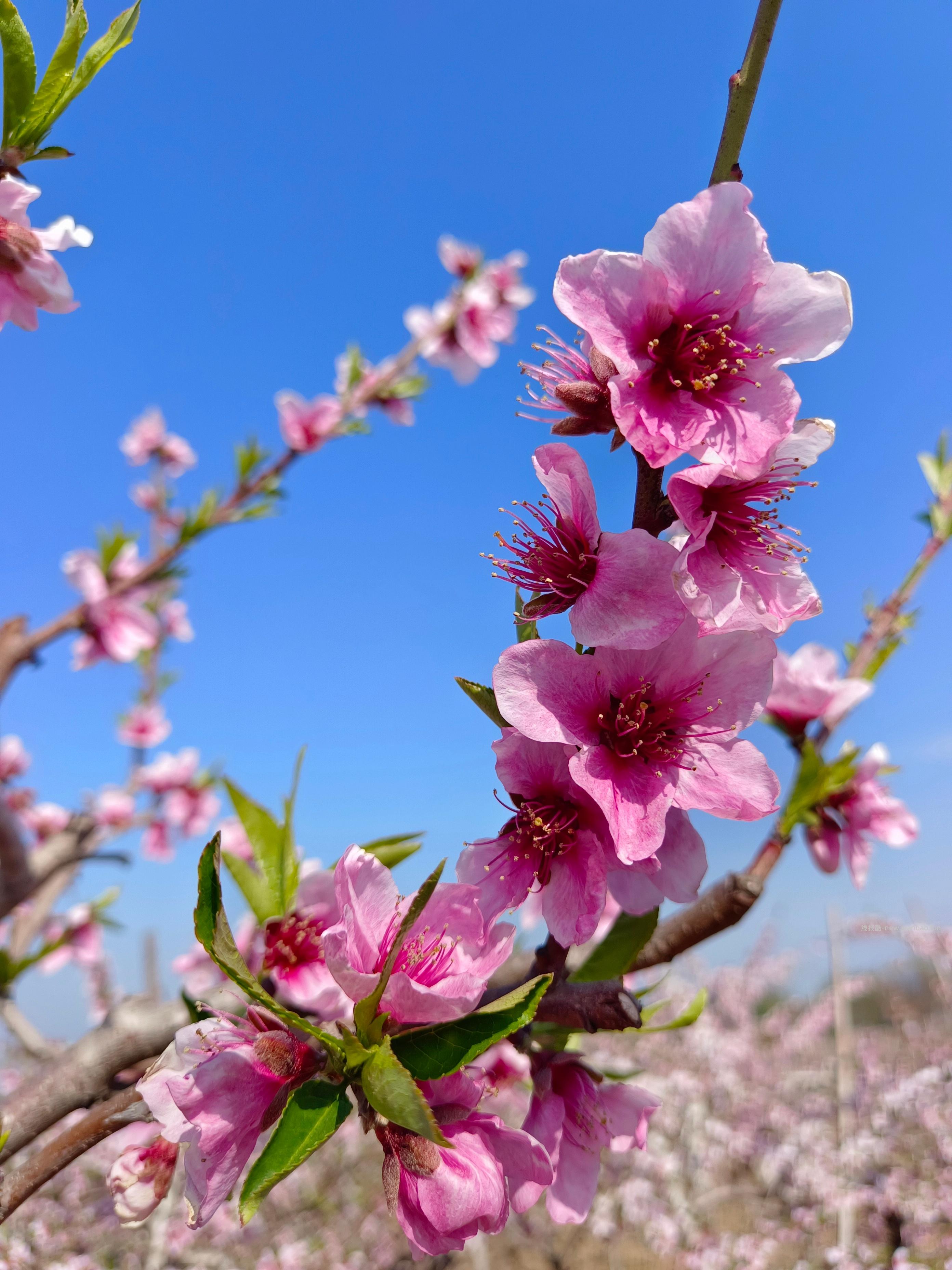 🤗壁纸/美图/照片 分享贴 ☘️评论分享好看的图片 - 线报酷