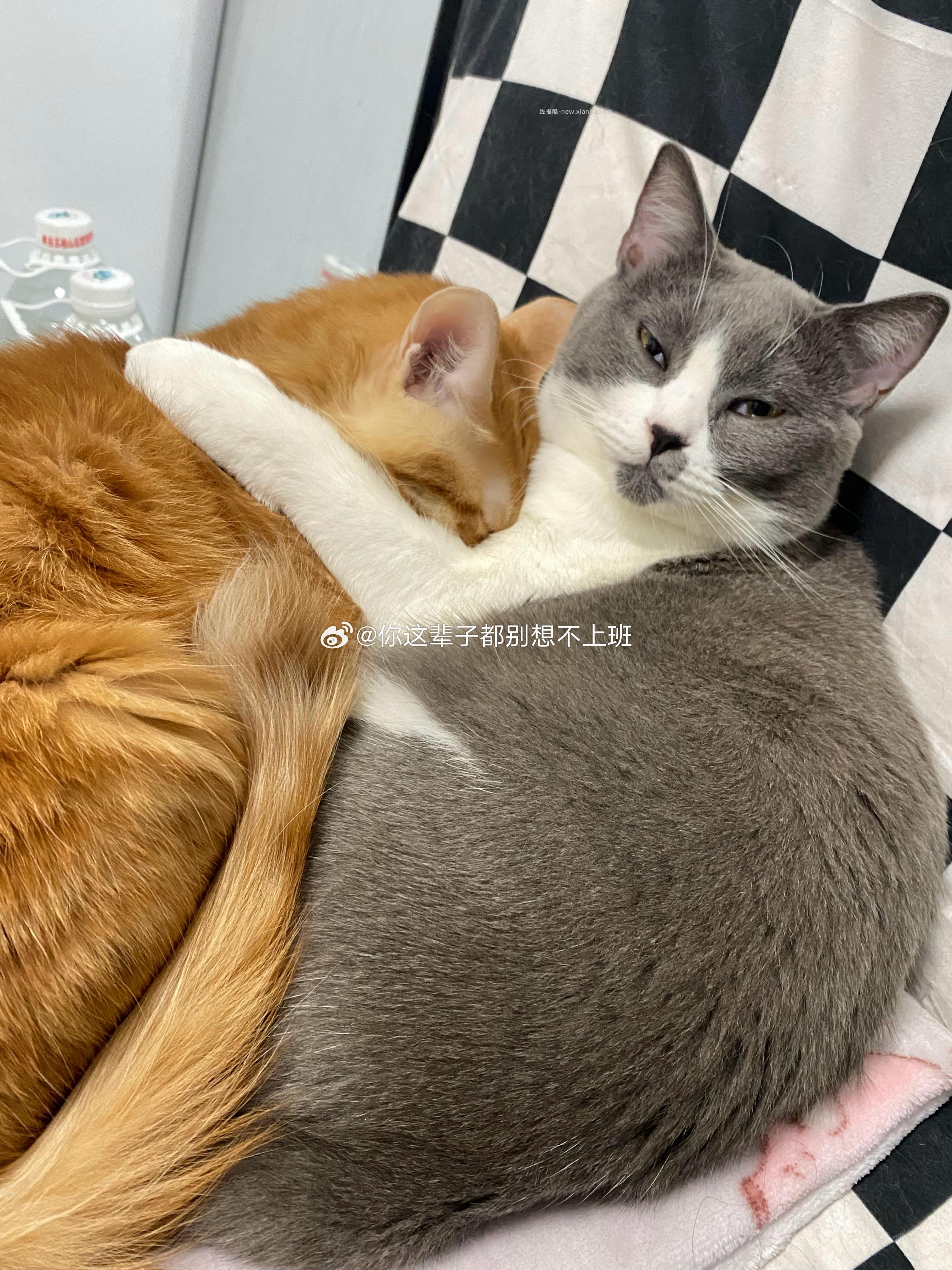 蓝米和小咪真是一对好姐妹 跪了 好在我手速快捕捉到了这个温馨的画面 - 线报酷 蓝米和小咪真是一对好姐妹 跪了 好在我手速快捕捉到了这个温馨的画面 - 线报酷