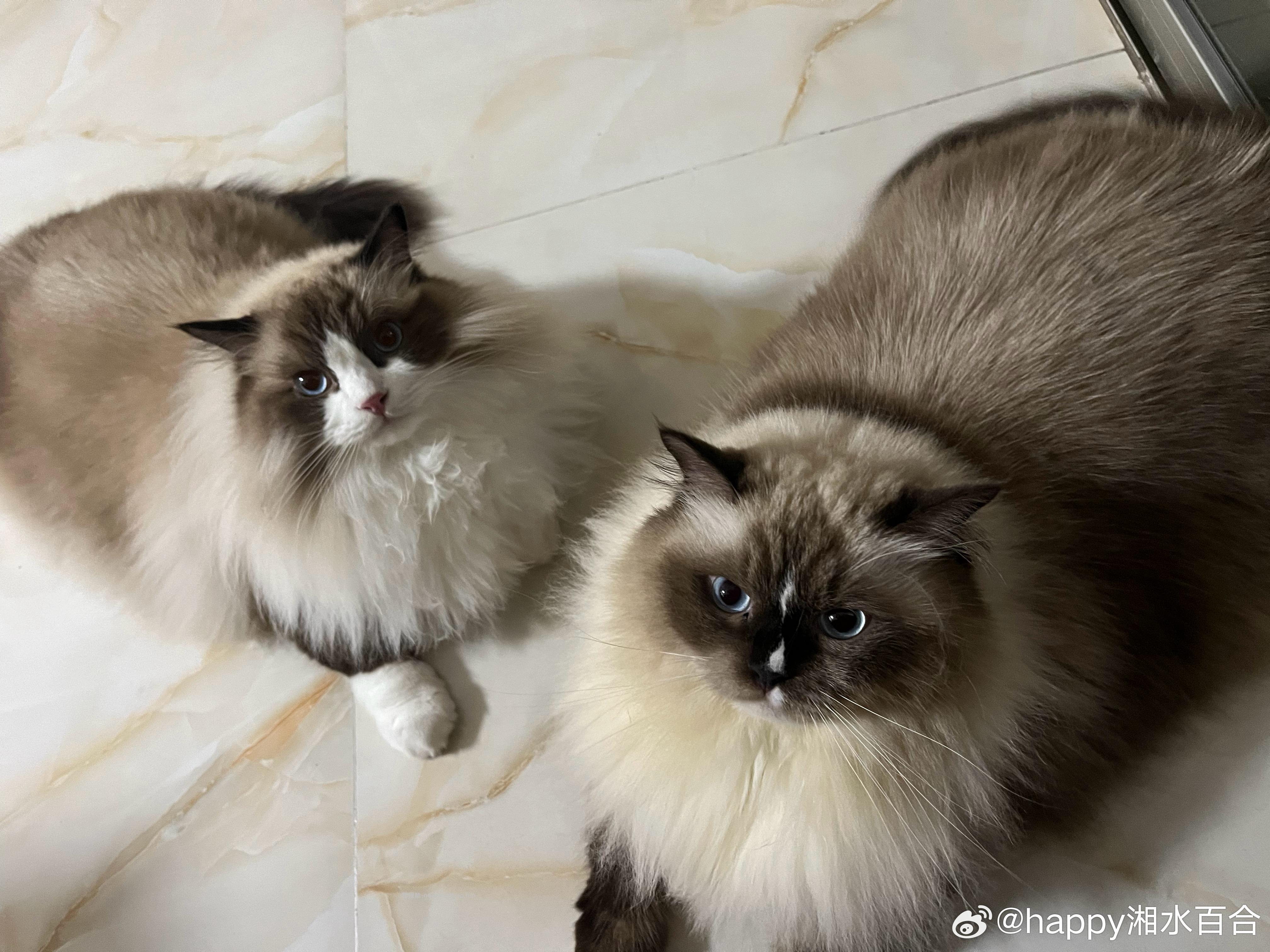 蓝米和小咪真是一对好姐妹 跪了 好在我手速快捕捉到了这个温馨的画面 - 线报酷 蓝米和小咪真是一对好姐妹 跪了 好在我手速快捕捉到了这个温馨的画面 - 线报酷