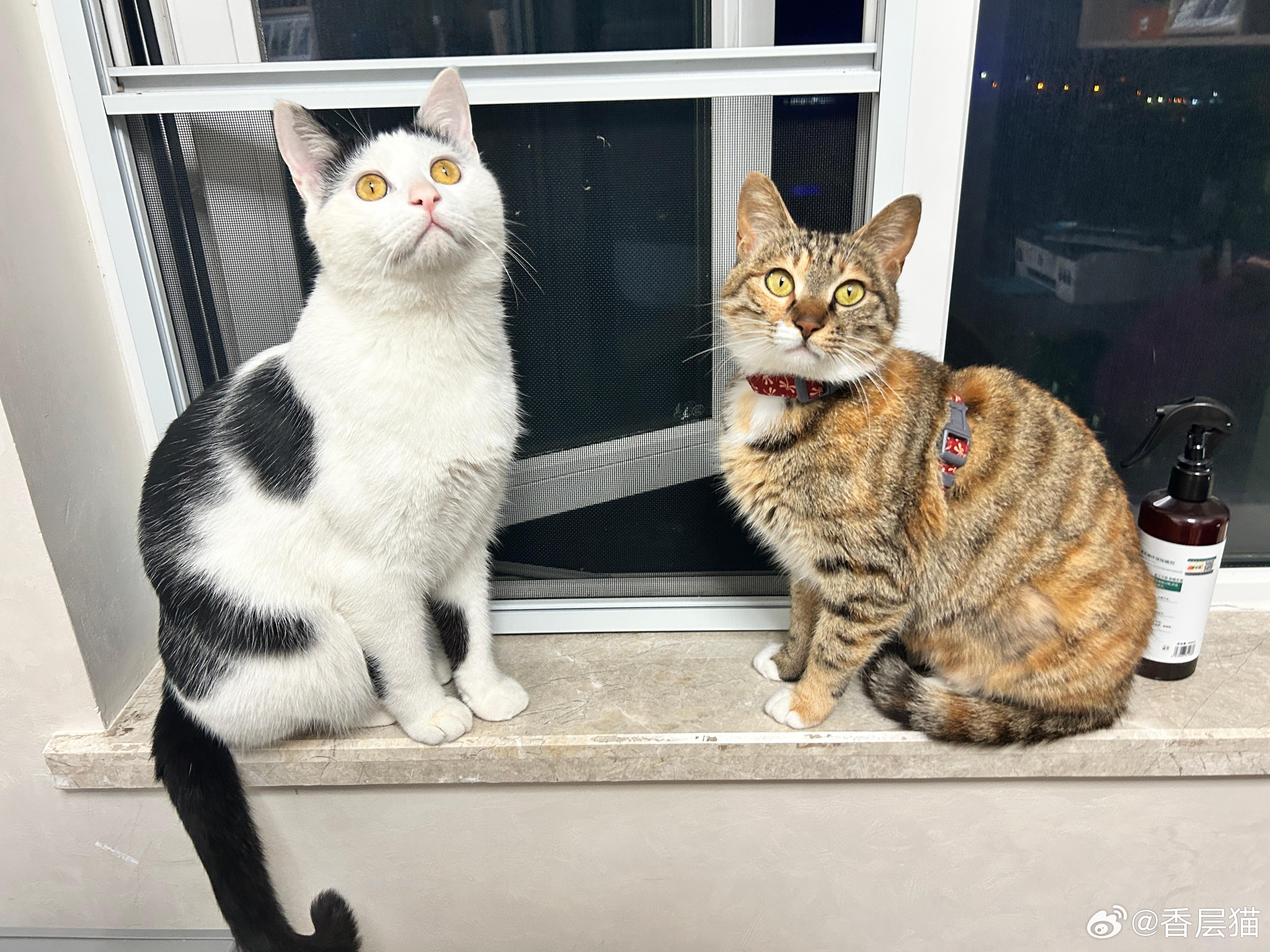 蓝米和小咪真是一对好姐妹 跪了 好在我手速快捕捉到了这个温馨的画面 - 线报酷 蓝米和小咪真是一对好姐妹 跪了 好在我手速快捕捉到了这个温馨的画面 - 线报酷