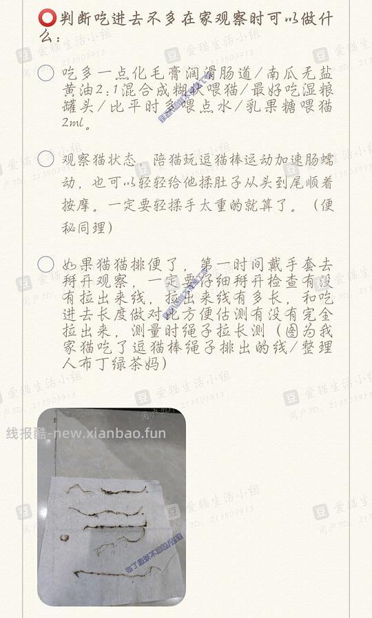 讨论/【科普】养猫基本小知识 - 线报酷