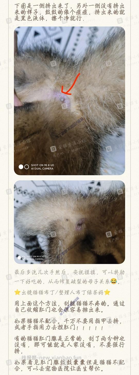 讨论/【科普】养猫基本小知识 - 线报酷