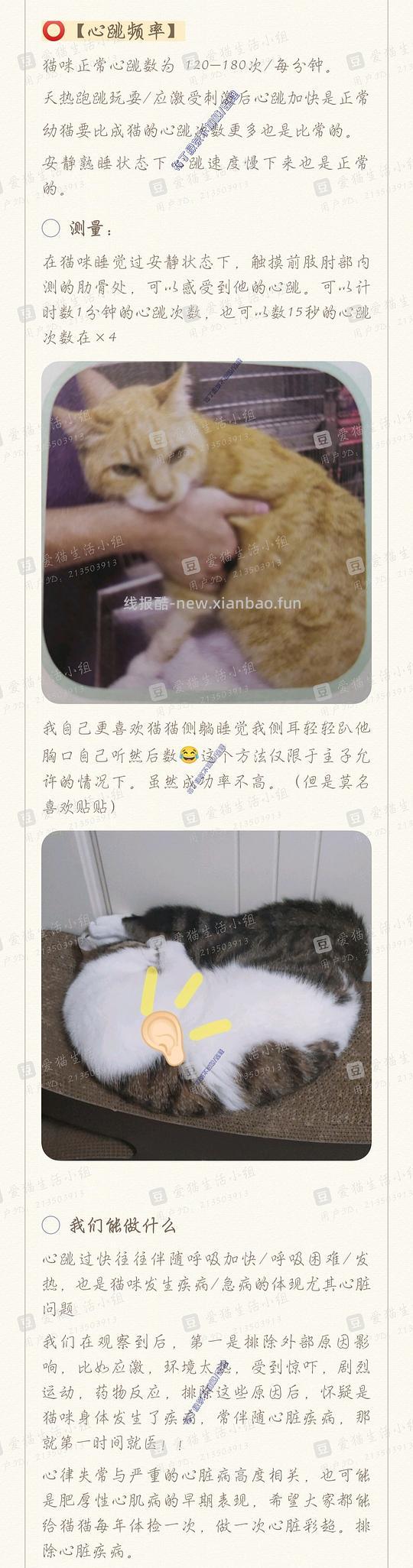 讨论/【科普】养猫基本小知识 - 线报酷