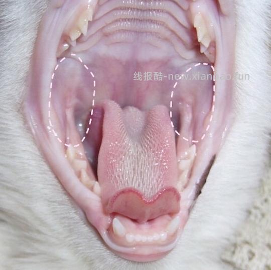 讨论/【科普】口炎的辨别 - 线报酷