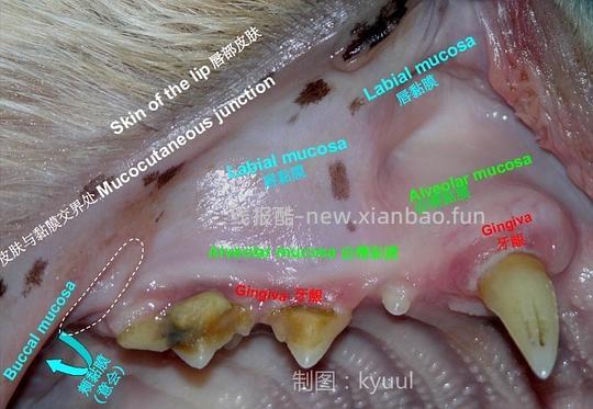 讨论/【科普】口炎的辨别 - 线报酷