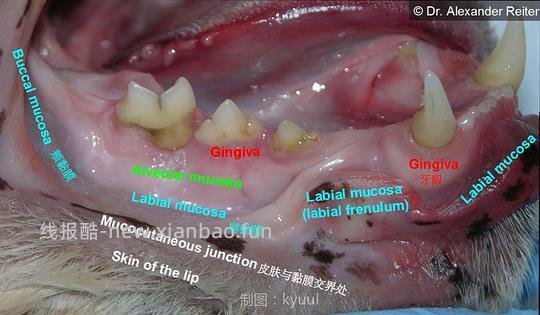 讨论/【科普】口炎的辨别 - 线报酷