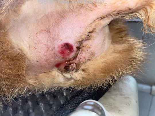 讨论/【科普】纯分享隔离时肛门腺破溃处理方法 - 线报酷