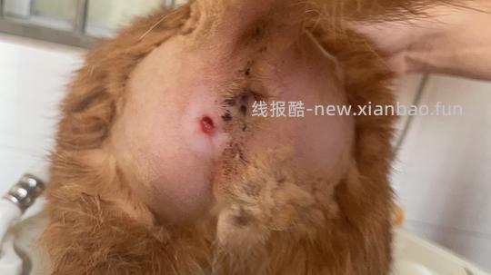 讨论/【科普】纯分享隔离时肛门腺破溃处理方法 - 线报酷