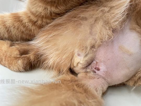 讨论/【科普】纯分享隔离时肛门腺破溃处理方法 - 线报酷