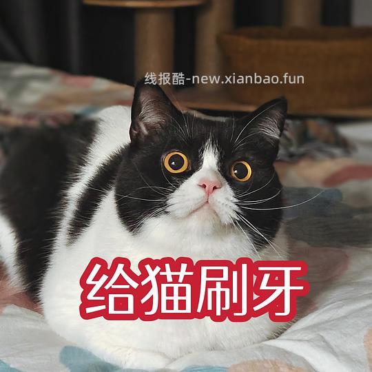 讨论/【科普】猫刷牙详细图文教程2.0 - 线报酷