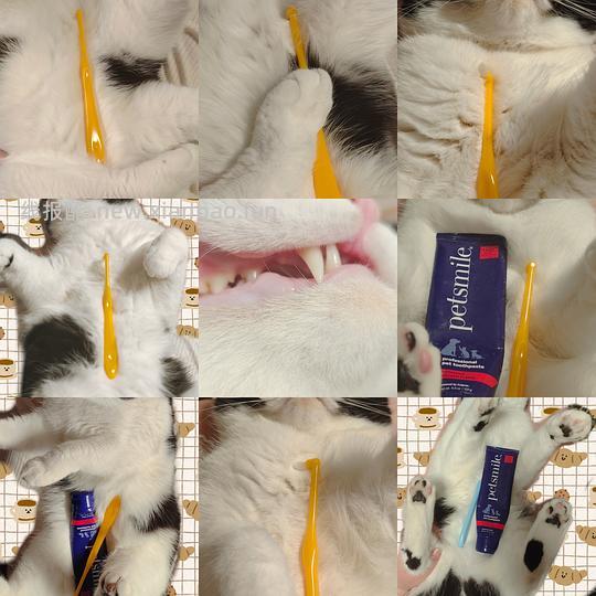 讨论/【科普】猫刷牙详细图文教程2.0 - 线报酷