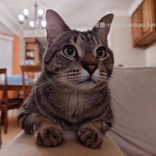 讨论/【科普】关于折耳的谣言粉碎机 - 线报酷