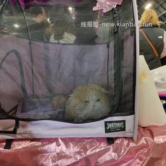 讨论/【科普】关于折耳的谣言粉碎机 - 线报酷