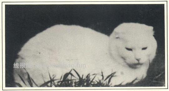 讨论/【科普】关于折耳的谣言粉碎机 - 线报酷