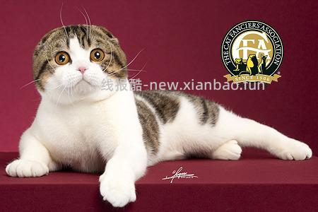 讨论/【科普】关于折耳的谣言粉碎机 - 线报酷