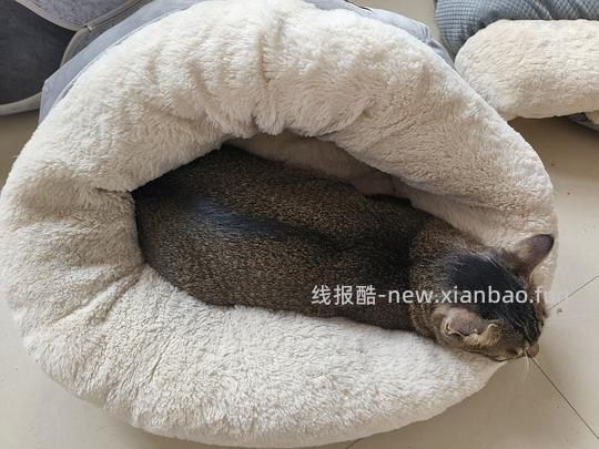 【🚗走】1.5车回 18斤猫窝10r左右，10斤猫窝5r左右 - 线报酷