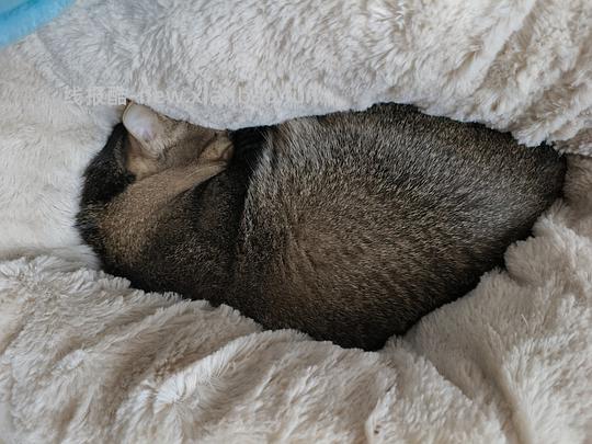 【🚗走】1.5车回 18斤猫窝10r左右，10斤猫窝5r左右 - 线报酷