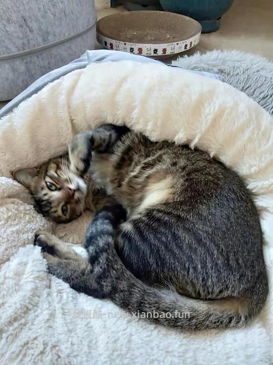 【🚗走】1.5车回 18斤猫窝10r左右，10斤猫窝5r左右 - 线报酷