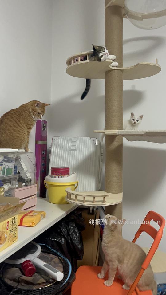 【科普】捡到一只小流浪怎么办！新猫到家干货省流贴！ - 线报酷