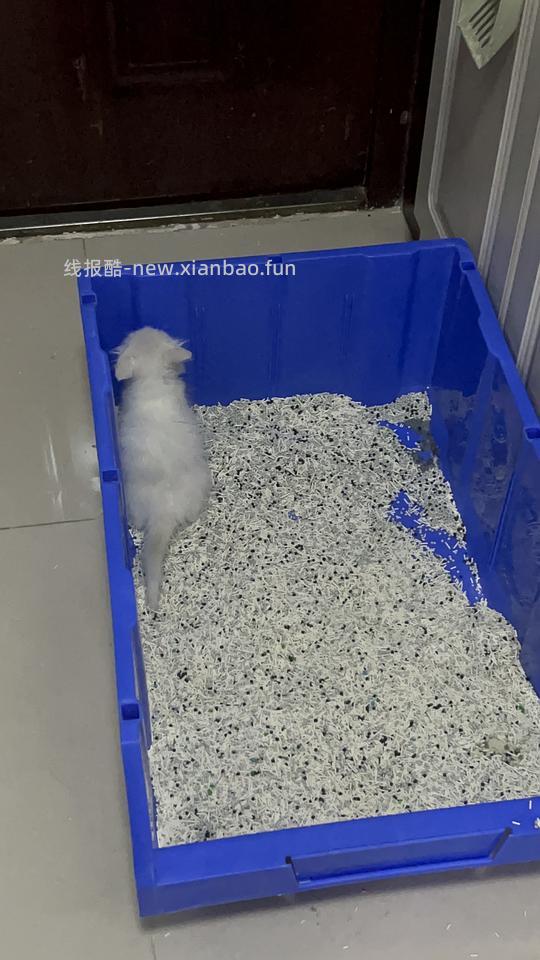 【科普】捡到一只小流浪怎么办！新猫到家干货省流贴！ - 线报酷