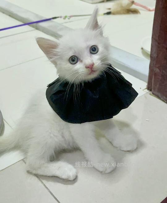 【科普】捡到一只小流浪怎么办！新猫到家干货省流贴！ - 线报酷