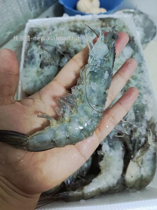 车走，变小了，或许是好价大虾，69.9元/3.4-3.6斤（后面买的有收到货很小，记得理赔！） - 线报酷