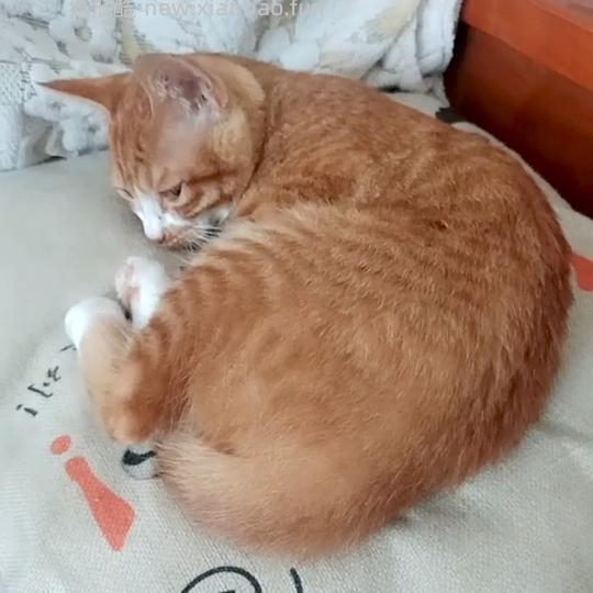 讨论/【科普】一只猫肝门静脉短路和肝性脑病的养护经验 - 线报酷