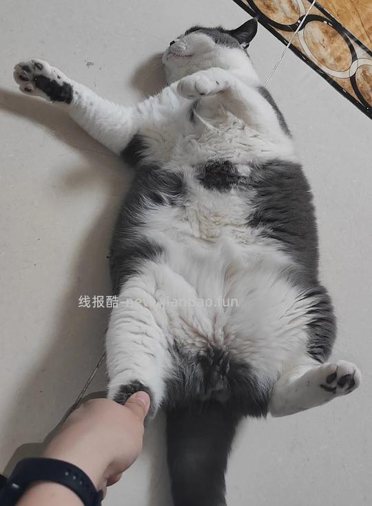 讨论/【科普】养猫省钱小妙招和好物推荐（欢迎补充☺️）【如有搬运，需本人同意】 - 线报酷