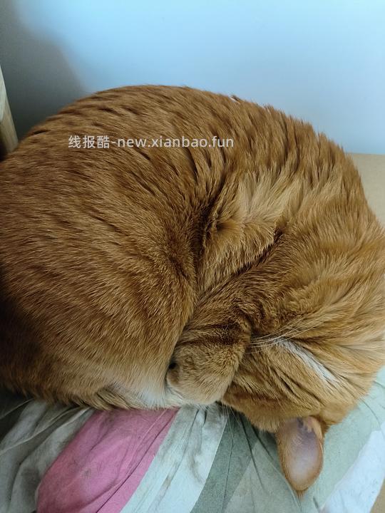 讨论/【科普】养猫省钱小妙招和好物推荐（欢迎补充☺️）【如有搬运，需本人同意】 - 线报酷