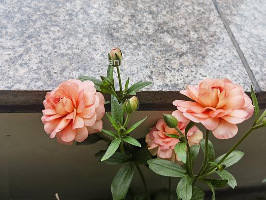 抠门园艺分享第四弹 - 线报酷