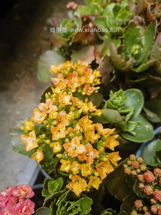 抠门园艺分享第四弹 - 线报酷