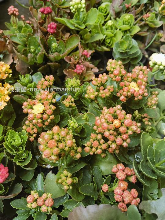 抠门园艺分享第四弹 - 线报酷