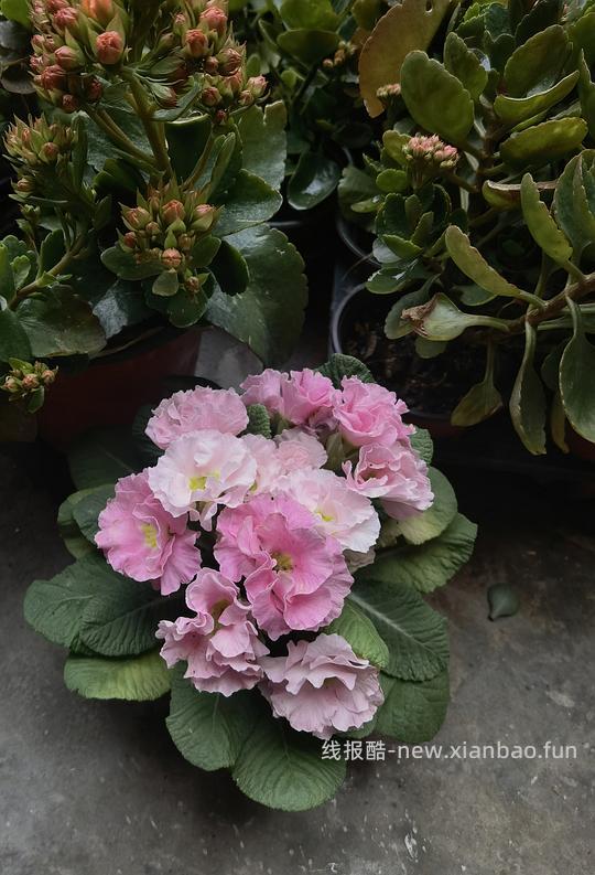 抠门园艺分享第四弹 - 线报酷