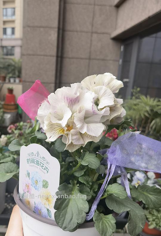 抠门园艺分享第四弹 - 线报酷