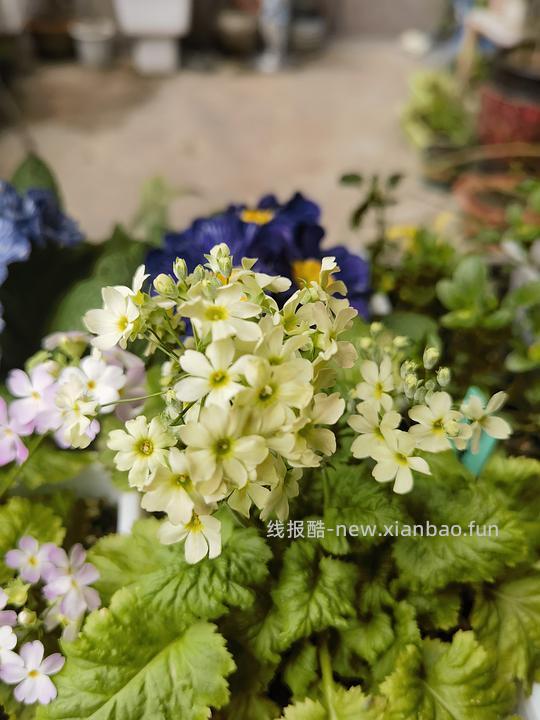 抠门园艺分享第四弹 - 线报酷