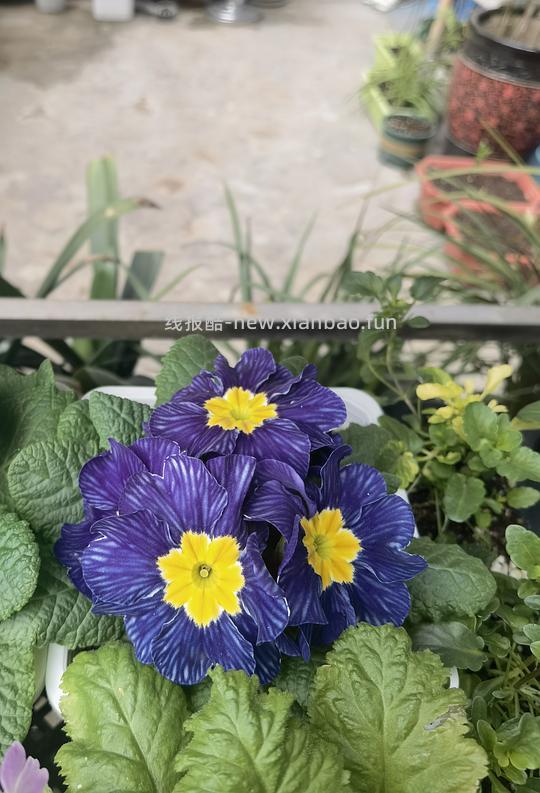 抠门园艺分享第四弹 - 线报酷