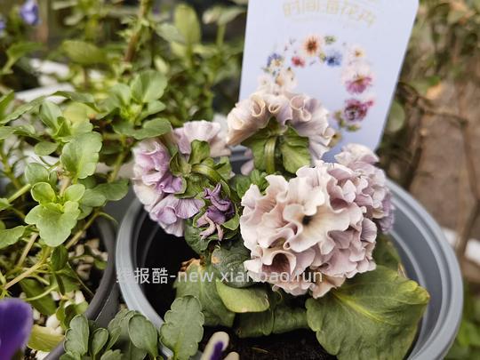 抠门园艺分享第四弹 - 线报酷