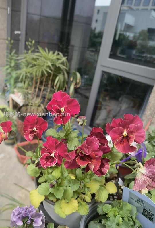 抠门园艺分享第四弹 - 线报酷