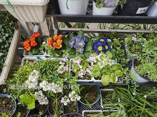 抠门园艺分享第四弹 - 线报酷