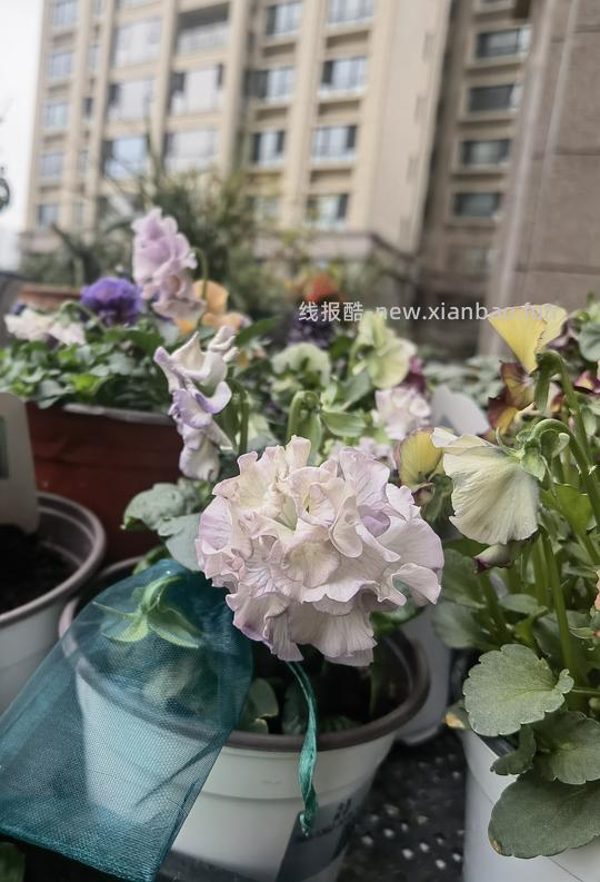 抠门园艺分享第四弹 - 线报酷