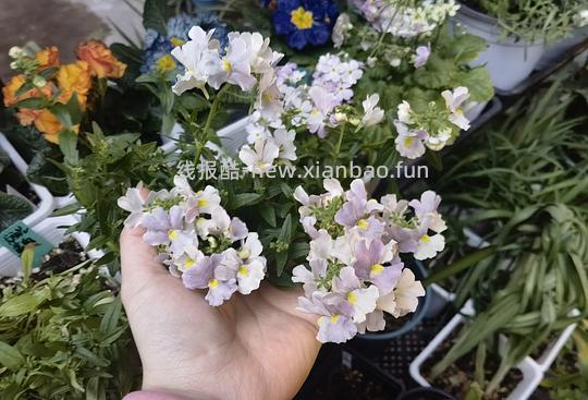 抠门园艺分享第四弹 - 线报酷