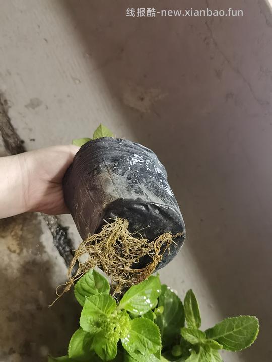 抠门园艺分享第四弹 - 线报酷