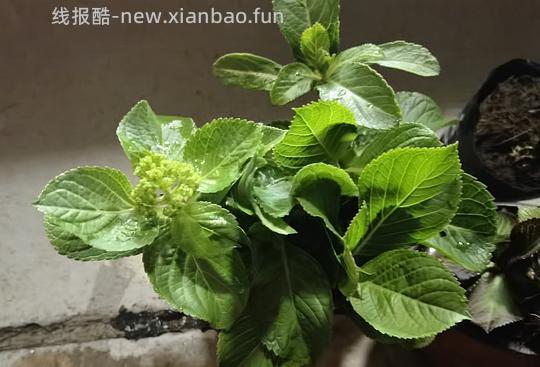 抠门园艺分享第四弹 - 线报酷